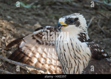 Mäusebussard (Buteo Buteo) sitzen auf dem Boden durch einen gebrochenen Flügel. Stockfoto