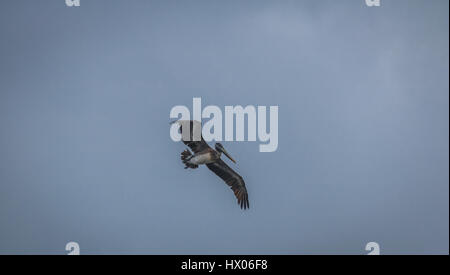 Braune Pelikan fliegen - Panama-Stadt, Panama Stockfoto