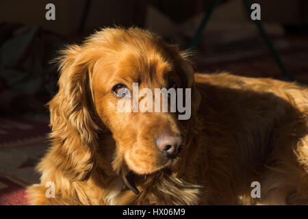 Porträt von einem Cocker-Spaniel. Stockfoto
