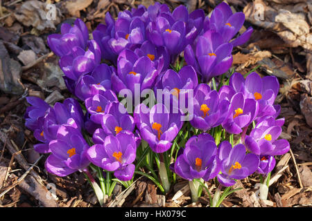 Krokus, Blumen des Frühlings Stockfoto
