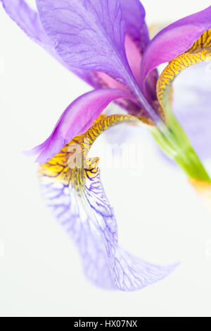 Seitenansicht des violetten Iris Sibirica mit Wasserfällen und gelbes Signal auf Winkel Stockfoto