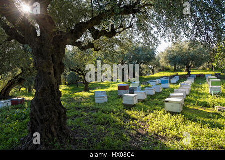 Bienenstöcke in einem Feld mit Olivenbäumen in Peloponnes, Griechenland Stockfoto