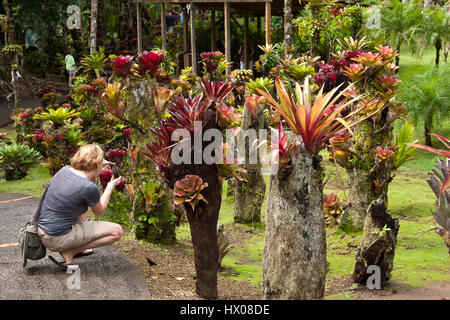 Martinique, Jardine de Balata, Forte de France, Autobahn de Balata, N3, Gartenbau Tropengarten in einer Dschungel-Umgebung, Stockfoto