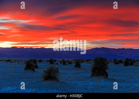 Ein Sonnenuntergang von des Teufels Kornfeld im Death Valley Nationalpark, Kalifornien, USA.  Diesem Bereich erhielt seinen Namen von den Arrowweed Pflanzen in der Gegend. Stockfoto