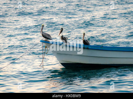 Gruppe von Pelikane sitzen auf einem Boot - Puerto Vallarta, Jalisco, Mexiko Stockfoto