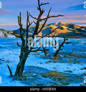 Mammoth Hot Springs im Yellowstone-Nationalpark Stockfoto