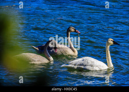 Schwäne im Yellowstone-Nationalpark, Wyoming Stockfoto