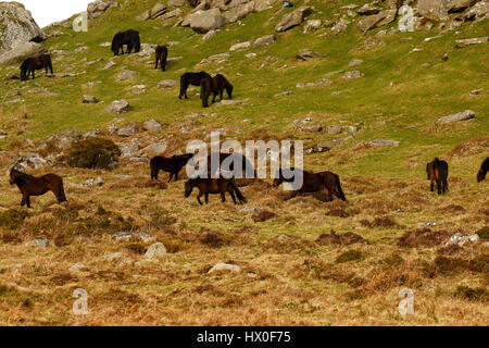 Weiden an den Hängen des Heu Tor Dartmoor Stockfoto