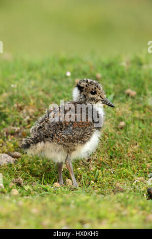 Nördlichen Kiebitz, Vanellus Vanellus, eine Stresshormonen junge Küken in kurzen Rasen Weg von den Nistplatz. Stockfoto