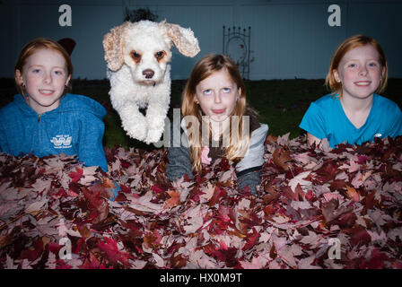 Weißer Hund, springen über Stapel des Herbstes lässt zwischen drei dumme Mädchen. Stockfoto