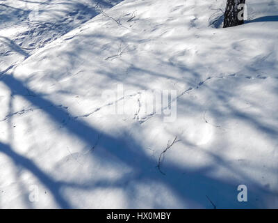 Die Spuren der Vögel auf dem Schnee Stockfoto