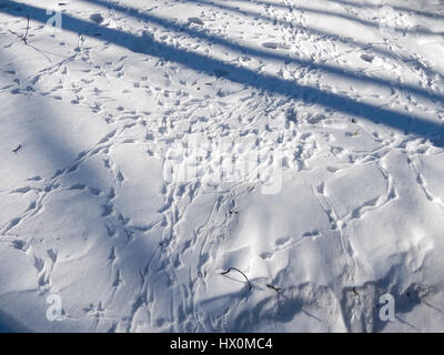 Die Spuren der Vögel auf dem Schnee Stockfoto