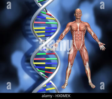 Bunte DNA-Stränge auf abstrakten Hintergrund mit einem männlichen medizinischen 3D-Figur mit Muskel-Karte Stockfoto