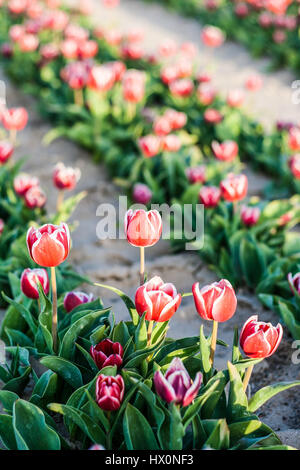 Tulip. Beautiful bouquet of tulips. colorful tulips. tulips in spring,colourful tulip Stockfoto