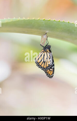 Frisch geschlüpfte Monarchfalter (Danaus Plexippus), Teneriffa, Kanarische Inseln, Spanien Stockfoto