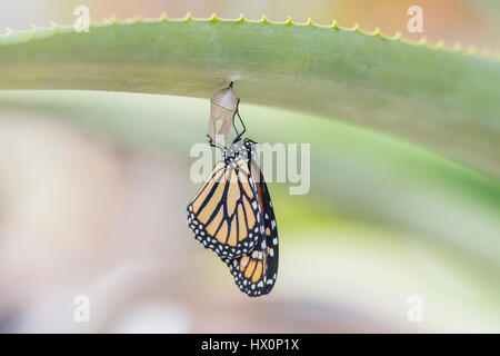 Frisch geschlüpfte Monarchfalter (Danaus Plexippus), Teneriffa, Kanarische Inseln, Spanien Stockfoto