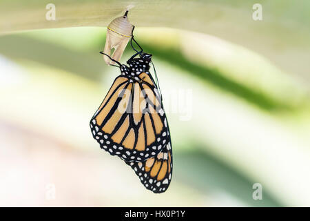 Frisch geschlüpfte Monarchfalter (Danaus Plexippus), Teneriffa, Kanarische Inseln, Spanien Stockfoto