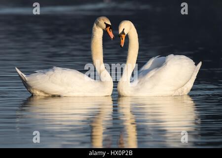 Singschwan (Cygnus Olor) umwerben, Nord-Hessen, Deutschland Stockfoto