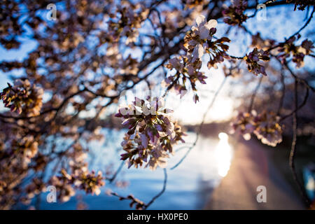 Eine japanische Kirschblüte Baum vor der Spitze Blüte bei Sonnenuntergang auf der National Mall in Washington, D.C. 22. März 2017. Stockfoto