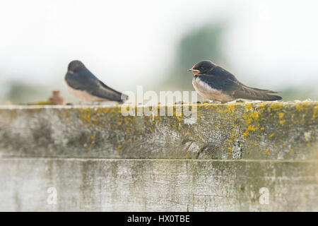 Zwei Rauchschwalbe (Hirundo Rustica) ruht nach der Jagd Stockfoto