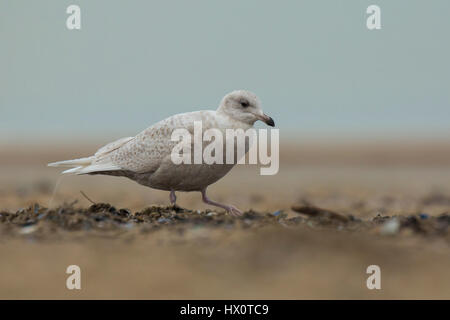 Nahaufnahme einer Island-Möwe (Larus Glaucoides), eine seltene Besucher wie hier in Scheveningen, Niederlande. Stockfoto