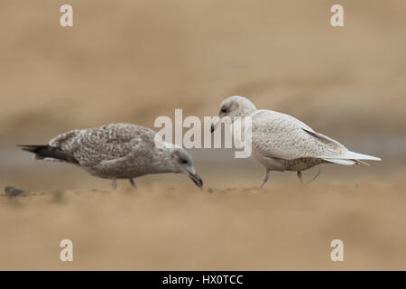 Nahaufnahme einer Island-Möwe (Larus Glaucoides), eine seltene Besucher wie hier in Scheveningen, Niederlande. Stockfoto