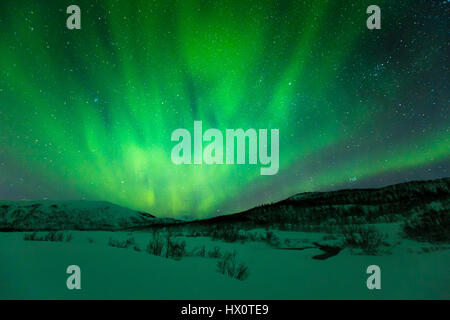 Nordlicht Aurora Borealis in der Nacht. Artic, verschneite Winterlandschaft mit Bäumen und Sträuchern im Vordergrund. Stockfoto