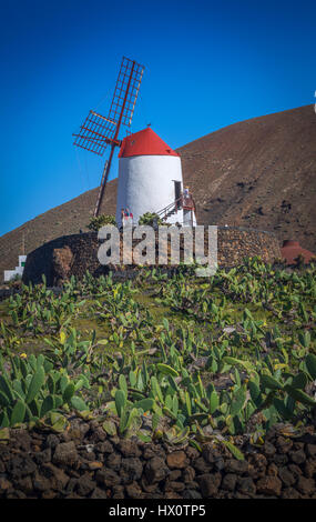 Die Windmühle am Kaktusgarten in Guatiza, Lanzarote, Kanarische Inseln Stockfoto