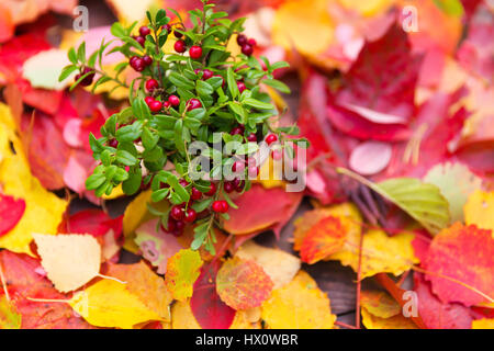 Frische rote Wald Preiselbeeren in einem Topf am bunten Herbstlaub auf hölzernen Herbst Hintergrunddesign Stockfoto