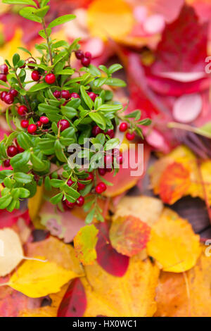 Frische rote Wald Preiselbeeren in einem Topf am bunten Herbstlaub auf hölzernen Herbst Hintergrunddesign Stockfoto