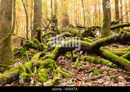 Frankreich, Allier, Tronçais Wald, Saint-Bonnet-Tronçais, gefallene toten Äste auf dem Boden im Wald Stockfoto