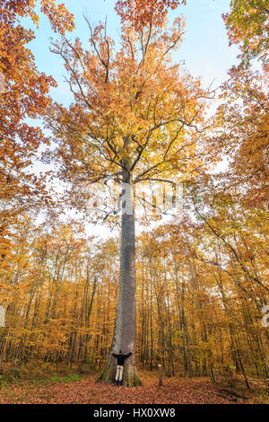 Frankreich, Allier, Tronçais Wald, Saint-Bonnet-Tronçais, bemerkenswerte Stebbing Traubeneiche (Quercus Petraea) Herbst, die schönste des Waldes Stockfoto