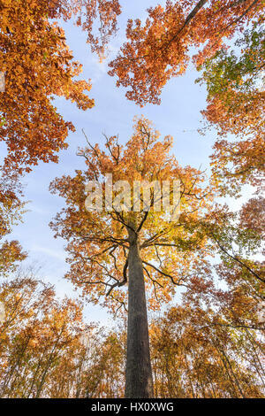 Frankreich, Allier und Tronçais-Wald, Saint-Bonnet-Tronçais, bemerkenswerte sessile Eiche Stebbing im Herbst (Quercus Petraea) Stockfoto