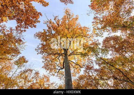 Frankreich, Allier und Tronçais-Wald, Saint-Bonnet-Tronçais, bemerkenswerte sessile Eiche Stebbing im Herbst (Quercus Petraea) Stockfoto