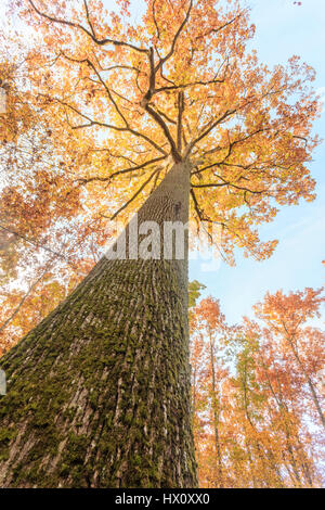 Frankreich, Allier, Tronçais Wald, Saint-Bonnet-Tronçais, bemerkenswerte sessile Eiche Stebbing im Herbst (Quercus Petraea), die schönsten des Waldes Stockfoto