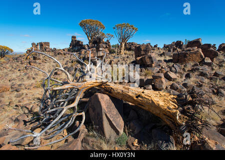 Tot Köcherbaum oder Kokerboom (Aloe Dichotoma) in der Nähe von Keetmanshoop, Namibia Stockfoto