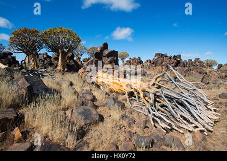 Tot Köcherbaum von Kokerboom (Aloe Dichotoma) in der Nähe von Keetmanshoop, Namibia Stockfoto