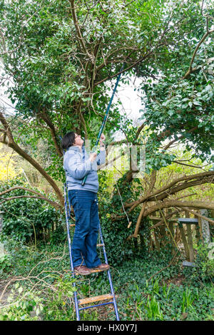 Frau mit langstieligen Baum Lopper Efeu Zweige von einem lila Baum beschneiden. Stockfoto