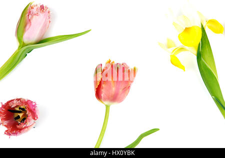 Pflanzen, Blumen, Studioaufnahme von bunten schneiden Tulpe vor weißem Hintergrund. Stockfoto