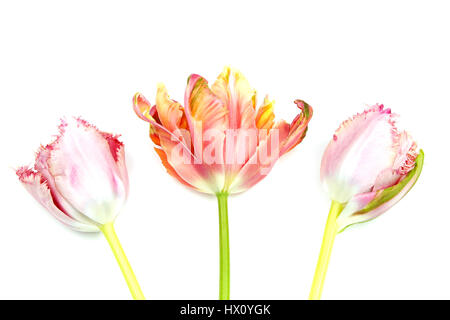 Pflanzen, Blumen, Studioaufnahme von bunten schneiden Tulpe vor weißem Hintergrund. Stockfoto