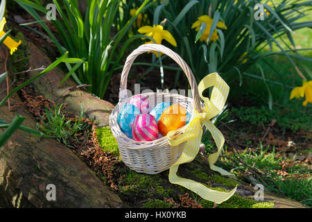 Feste, religiöse, Ostern, Ei jagen, Korb mit Schokoladeneier versteckt im Garten unter den Narzissen. Stockfoto