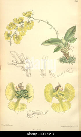 „Erycina echinata“ ist eine Pflanzenart, die 1894 in Curtis Botanical Magazine dargestellt wurde. Diese Art ist bekannt für ihr markantes Aussehen und gehört zur Orchideenfamilie. Die Abbildung zeigt seine einzigartigen Merkmale und seine botanische Bedeutung. Stockfoto