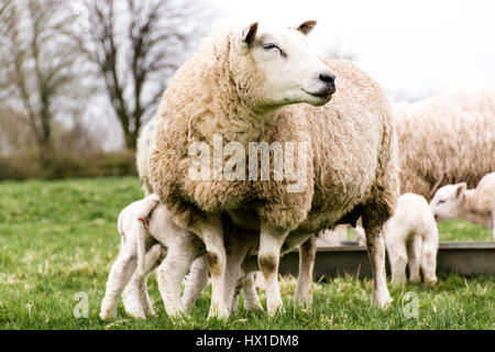 ein Schafe ihre Lämmer füttern Stockfoto