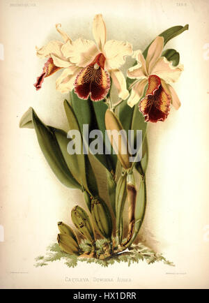 Frederick Sanders botanische Illustration „Reichenbachia I Plate 05“ von 1888 zeigt die Cattleya dowiana aurea, eine exquisite Orchideenart. Die detailreiche Darstellung von Sander unterstreicht die Schönheit dieser seltenen Blume. Stockfoto