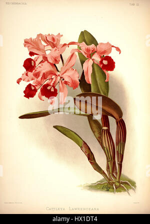 Frederick Sanders „Reichenbachia I, Plate 12“ (1888) ist eine detaillierte botanische Darstellung der Orchideenart Cattleya lawrenceana. Der Druck zeigt die feinen Details der Struktur und Färbung der Blume und spiegelt die Präzision und Kunstfertigkeit der botanischen Illustration des 19. Jahrhunderts wider. Stockfoto