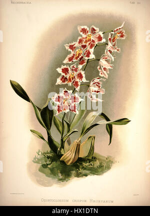 Frederick Sanders „Reichenbachia I Plate 29“ zeigt die Orchideenart Odontoglossum crispum hrubyanum, eine zarte und komplizierte Blume, die in botanischen Illustrationen für ihre Schönheit gefeiert wird. Stockfoto