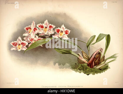 Frederick Sanders „Reichenbachia I plate 45“ (1888) ist eine Illustration des „Odontoglossum crispum kinlesideanum“, einer Orchideenart, die seine botanische Expertise in der Darstellung exotischer Flora widerspiegelt. Stockfoto