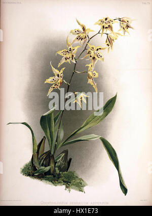 Frederick Sanders „Reichenbachia II“-Platte 79 (1890) zeigt die Orchideenart Odontoglossum hebraicum aspersum. Diese botanische Illustration zeigt die zarte Struktur und die lebendigen Farben der Blume und betont die feinen Details, die für Sanders Arbeit typisch sind. Seine Illustrationen sind bekannt für ihre Genauigkeit und lebendige Darstellung von Pflanzenarten, insbesondere Orchideen. Stockfoto