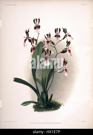 Frederick Sanders „Reichenbachia II Plate 96“ zeigt das Odontoglossum schroederianum, eine Orchideenart, die für ihre lebendigen Blüten bekannt ist. Diese 1890 erschienene Illustration hebt die charakteristischen Markierungen und Blütenblätter der Orchidee hervor. Stockfoto