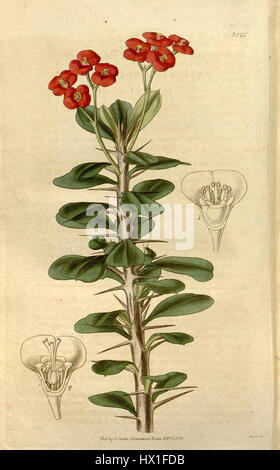 Diese Abbildung zeigt die Euphorbia milii var. milii, auch bekannt als Dornenkrone. Es handelt sich um eine blühende Pflanze aus Madagaskar, die für ihre hellroten Brakken und Dornstämme bekannt ist, die häufig in Ziergärten verwendet werden. Stockfoto